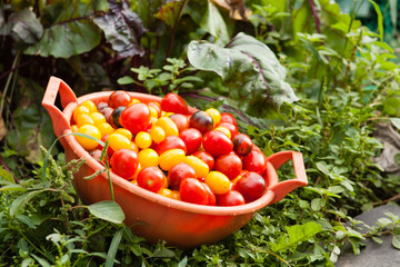 Sieve with cherry tomatoes against the background of green grass in an garden