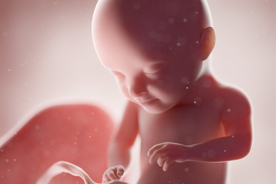 3d rendered medically accurate illustration of a human fetus - week 31