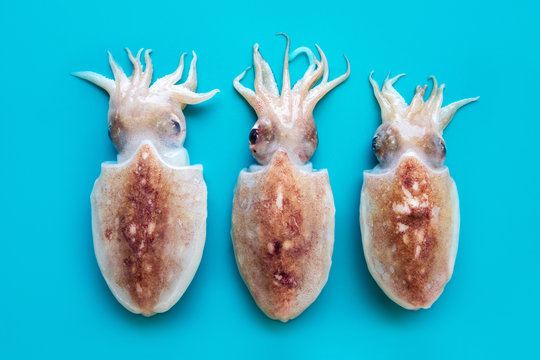 Raw chopitos or little cuttlefish on blue background