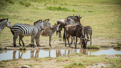 Obraz na płótnie Canvas Zebra and Wildebeest at Water hole