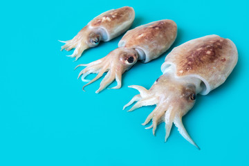 Raw chopitos or little cuttlefish on blue background