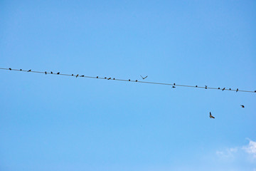 Birds flock together on the electric wire, North Macedonia
