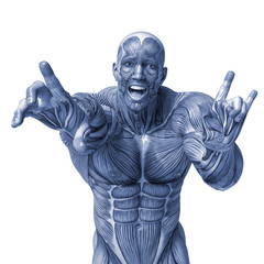 Fototapeta premium muscle man anatomy in an white background