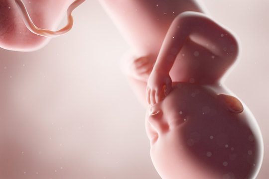 3d rendered medically accurate illustration of a human fetus - week 36