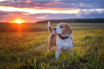 Portrait of a beagle dog on a background of a beautiful sunset sky. beagle while walking in nature - obrazy, fototapety, plakaty