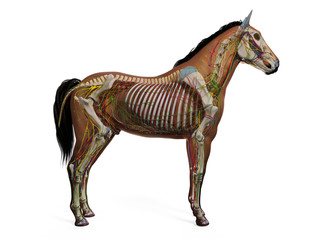 3d rendered anatomy of the equine anatomy © Sebastian Kaulitzki