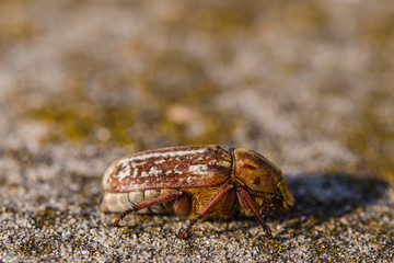 Anoxia orientalis is a genus of dung beetle in the family Scarabaeidae.