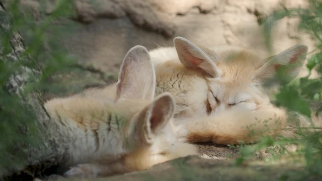 Sleeping fennec fox, or fennec. Vulpes Fennecus zerda.