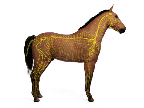 3d rendered anatomy of the equine anatomy