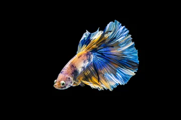 Fensteraufkleber Der bewegende Moment schön blauer siamesischer Betta-Fisch oder ausgefallener Betta-Splendens-Kampffisch in Thailand auf schwarzem Hintergrund. Thailand nannte Pla-kad oder halbmondbeißende Fische. © Soonthorn