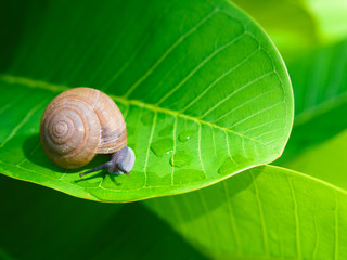 Little snail on a big green leaf with drops of water. Environment and wildlife concept.