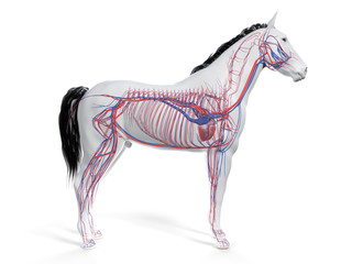 3d rendered anatomy of the equine anatomy  - the vascular system © Sebastian Kaulitzki