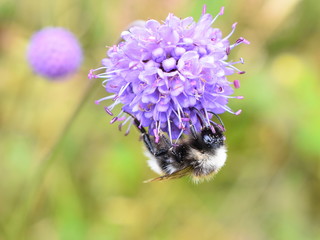 Cookoo bumblebee Bombus norvegicus on devil's-bit scabious flower