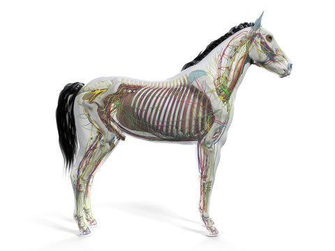 3d Rendered Anatomy Of The Equine Anatomy