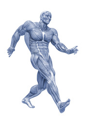 muscle man anatomy in an white background