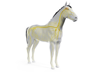 Fototapeta na wymiar 3d rendered anatomy of the equine anatomy - the nervous system