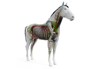 Obraz na płótnie Canvas 3d rendered anatomy of the equine anatomy