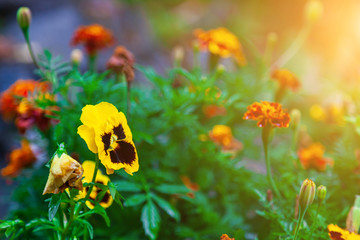 Close-up on a yellow pansy flower on a background of orange carnations and green leaves.