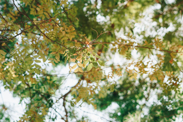 leaf of tree in the park, Natural peaceful concept