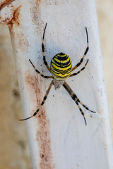 Argiope