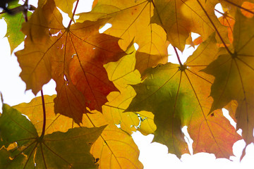 autumn leaves background