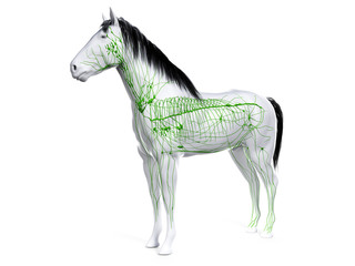 3d rendered anatomy of the equine anatomy - the lymphatic system - obrazy, fototapety, plakaty