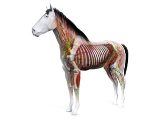 3d rendered anatomy of the equine anatomy