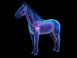 3d rendered anatomy of the equine anatomy  - the vascular system