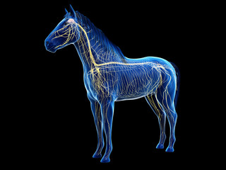 3d rendered anatomy of the equine anatomy - the nervous system © Sebastian Kaulitzki