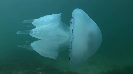 Close up of jellyfish swim in the blue water in sun rays on background sea bottom. Follow shot. Barrel jellyfish, dustbin-lid jellyfish or frilly-mouthed jellyfish (Rhizostoma pulmo) 