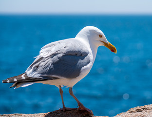 seagull at Acadia National Park