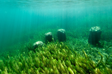 Fototapeta na wymiar underwater world of Plitvice Lakes, Croatia