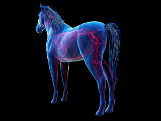 3d rendered anatomy of the equine anatomy  - the vascular system