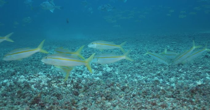triggerfish nesting, sea of cortez, mexico.