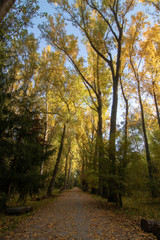 El otoño llega al bosque