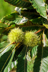 Bogue de chataignier