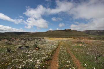 Road through field of flowers 