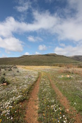 Jeep track through fields of flowers