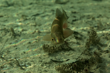underwater world of Plitvice Lakes, Croatia