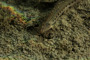 underwater world of Plitvice Lakes, Croatia