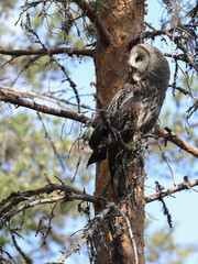 Great Grey Owl is a large bird of prey