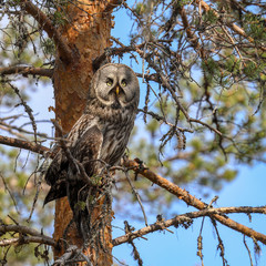 Great Grey Owl is a large bird of prey