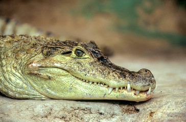 Crocodile