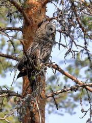 Great Grey Owl is a large bird of prey