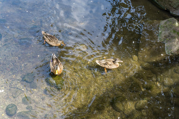Ducks In Rocky Stream