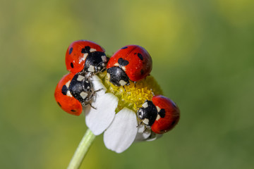 ladybug on flower