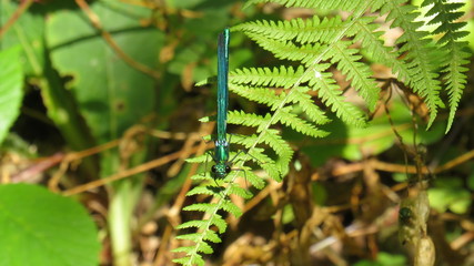 Dragonfly on a fern leaf in the bush with front view - July, 2019