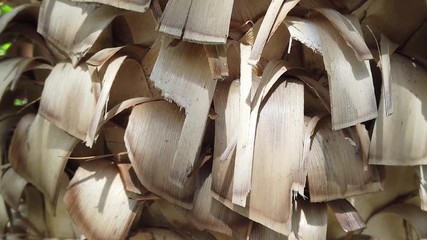 Nolina longifolia also known as Mexican grass tree. Close up of bark. Motion to up.