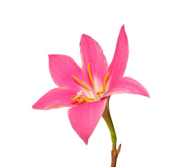 Beautiful pink flower isolated on a white background