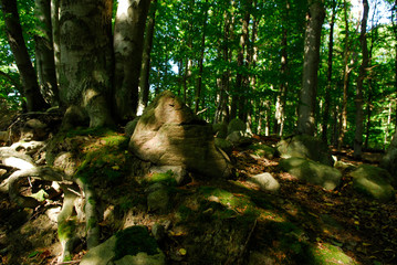 31.08.2008 Feldberg (Feldberger Seenlandschaft).Laubwald